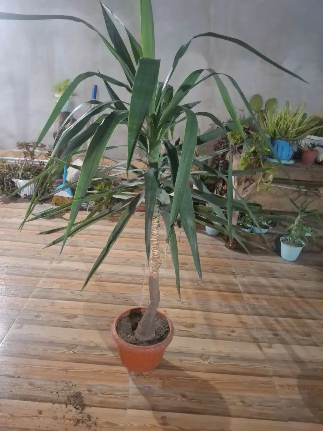 گل یوکا|گل و گیاه طبیعی|گرگان, |دیوار