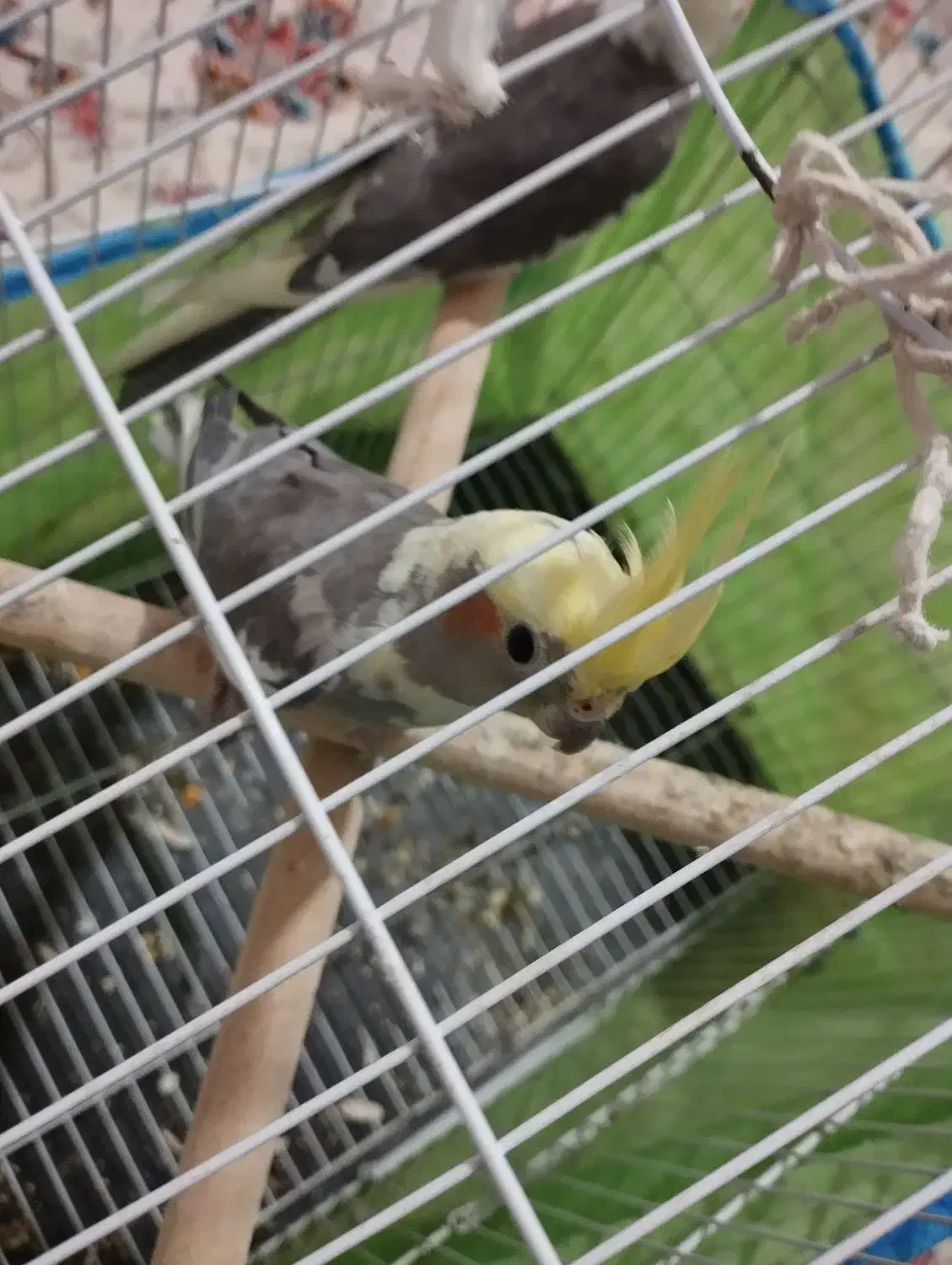 ویژه ویژه عروس هلندی|پرنده|اسلامآباد غرب, |دیوار