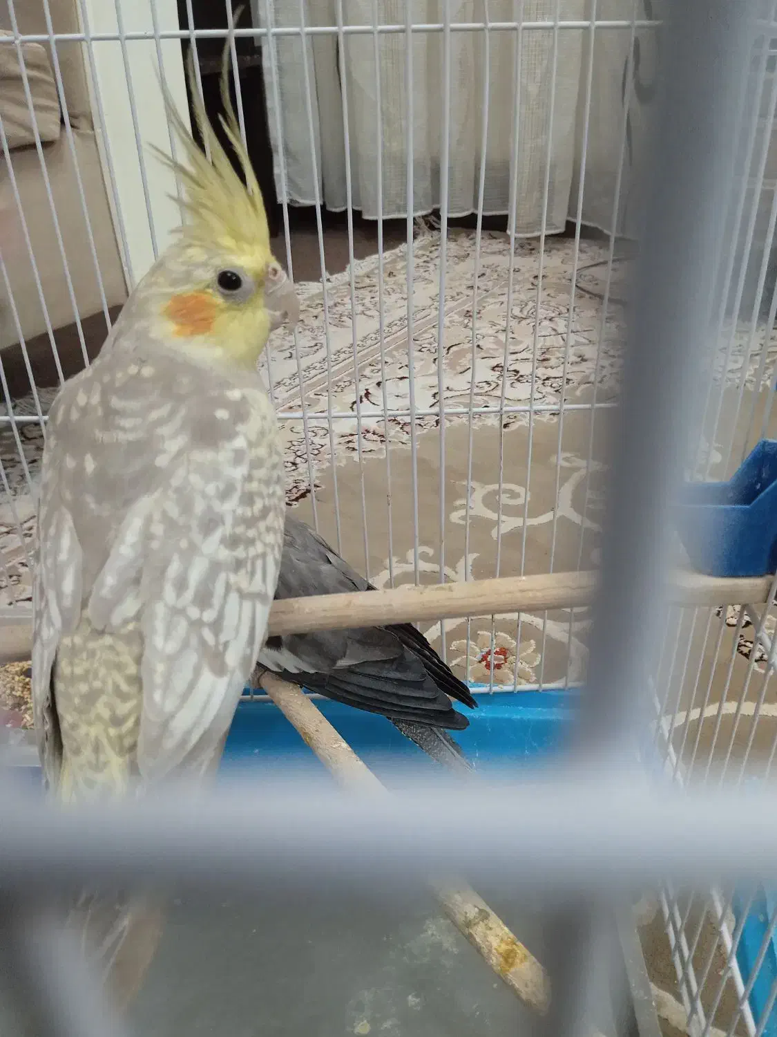 عروس هلندی مادر و بچه|پرنده|فردیس, سپید دشت|دیوار