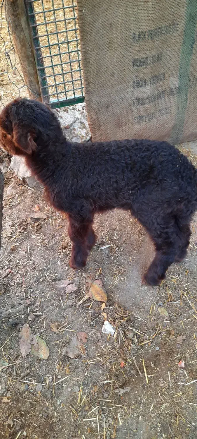 بره شیری|حیوانات مزرعه|نیشابور, دهنو|دیوار