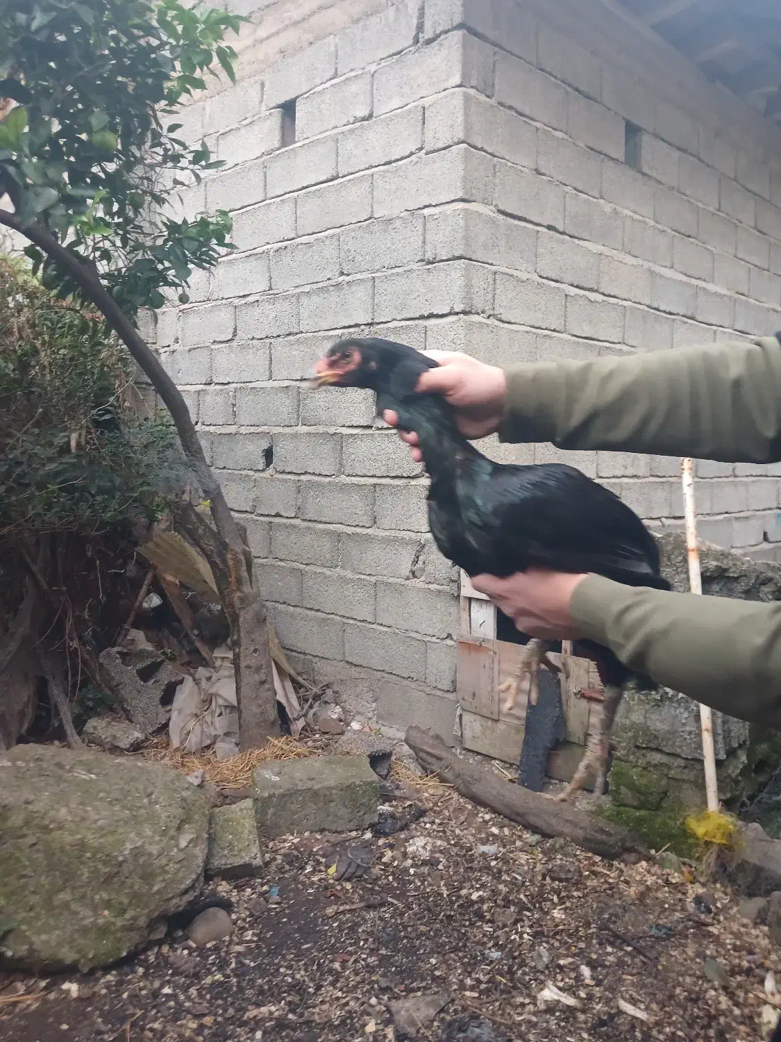 مرغ ی تیغ مشکی|پرنده|چابکسر, |دیوار