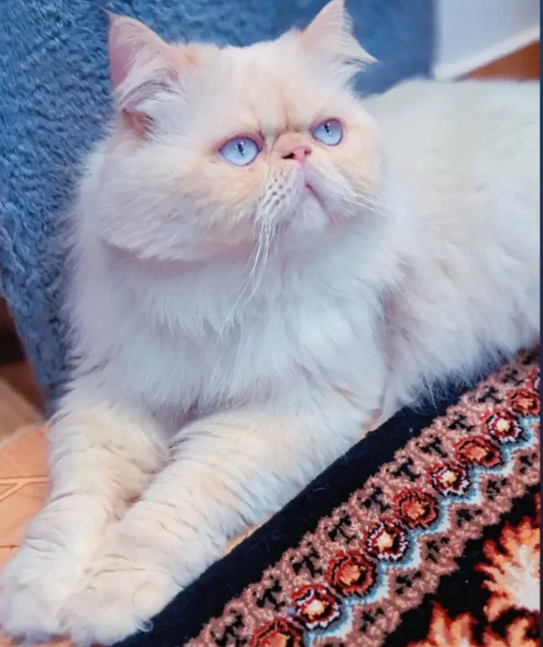 گربه|گربه|بندر انزلی, پردیس|دیوار