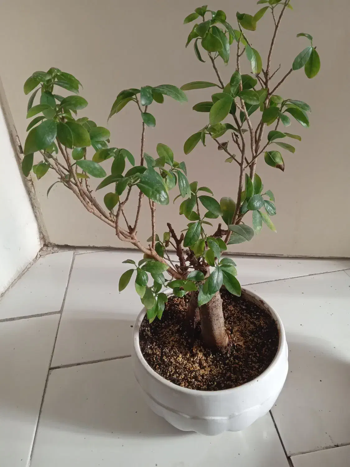 درختچه بونسا فیکوس|گل و گیاه طبیعی|تهران, دارآباد|دیوار