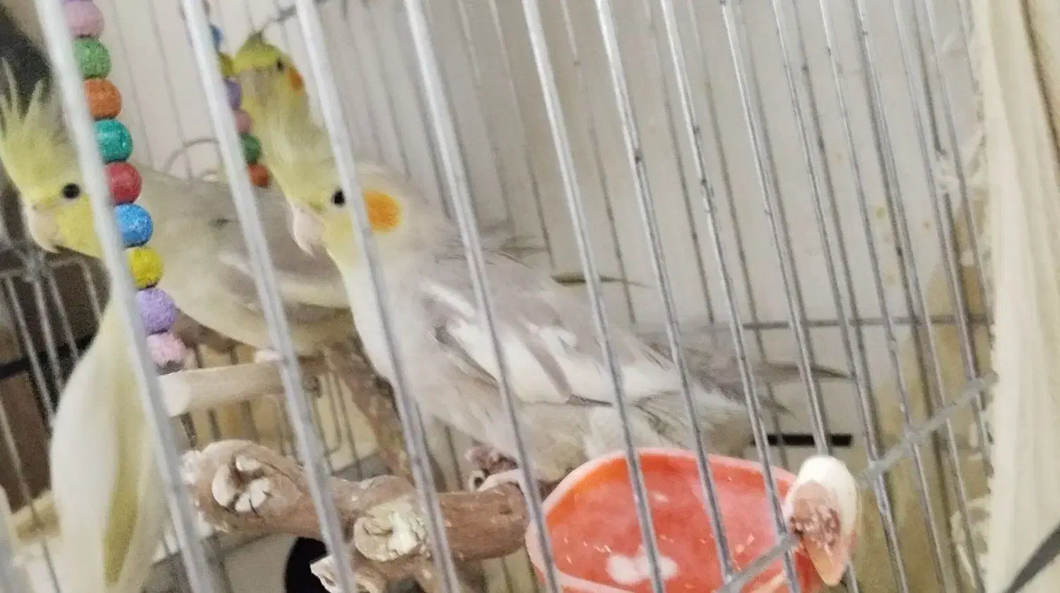 عروس هلندی|پرنده|ساوه, |دیوار