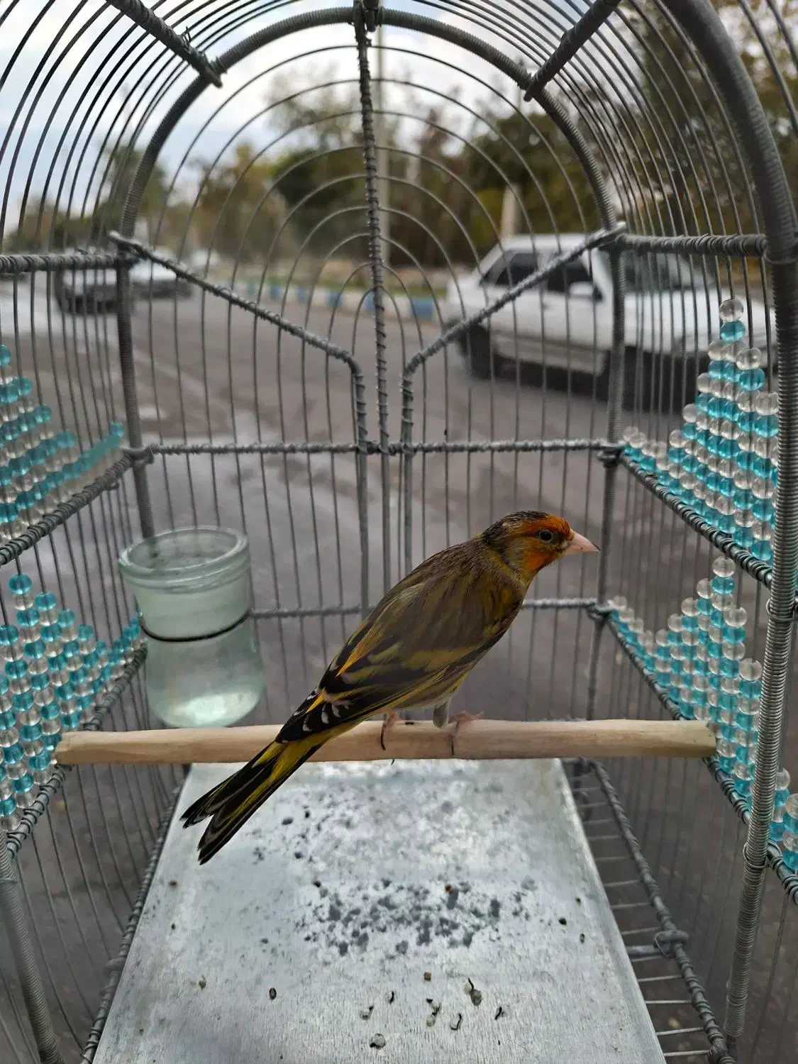 سهره قناری نازار مست مست|پرنده|بروجرد, |دیوار