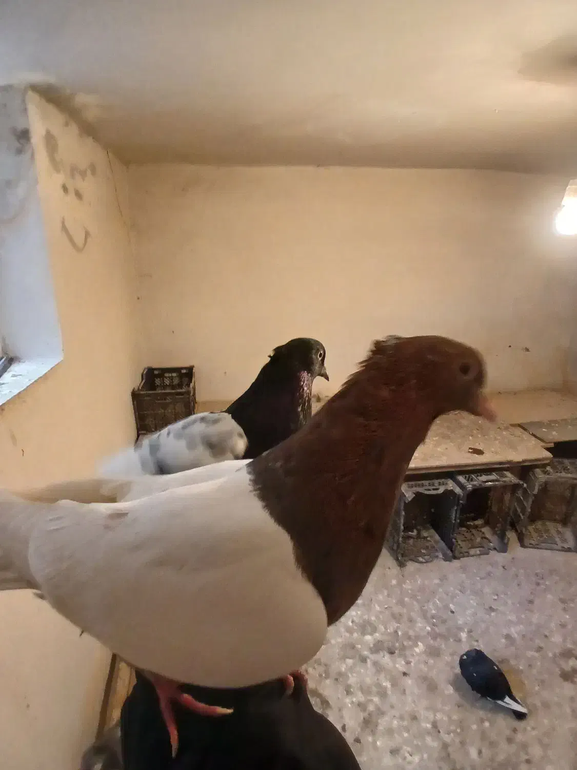 یک جفت سینه مشکی و سینه سرخ|پرنده|طرقبه, |دیوار