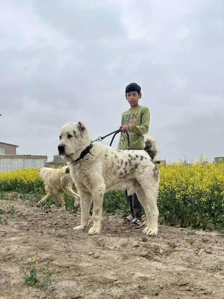 سگ توله الی آلابای|سگ|مشهد, امیر آباد|دیوار