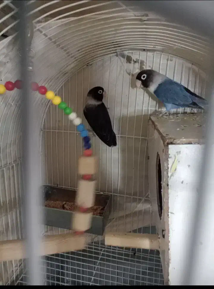 طوطی برزیلی|پرنده|تهران, گلاب دره|دیوار