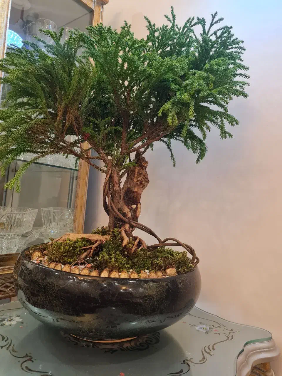 گل وگلدان بن سای سرو ژاپنی وارداتی|گل و گیاه طبیعی|تهران, نارمک|دیوار