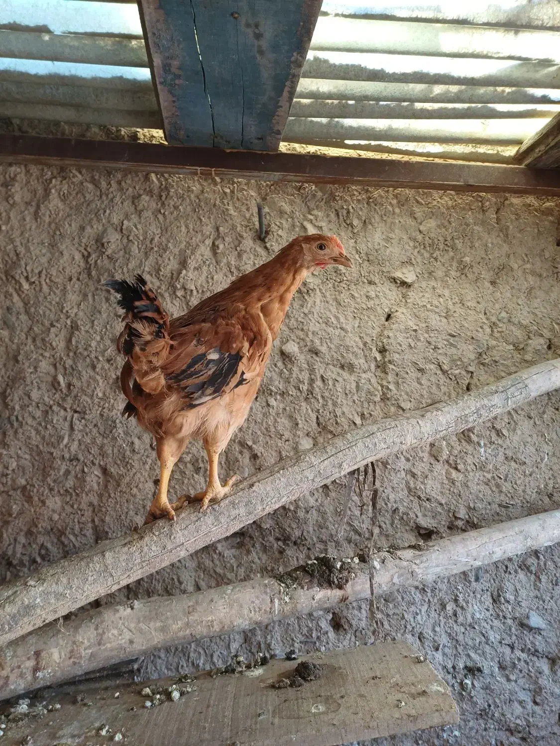 نیمچه مرغ و خروس|حیوانات مزرعه|تیران, |دیوار