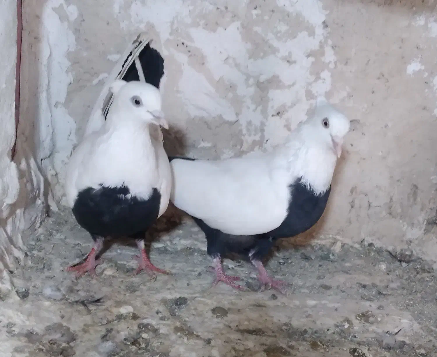 شالنگی و سیندوم سرخ|پرنده|قم, مسجد امام حسن|دیوار