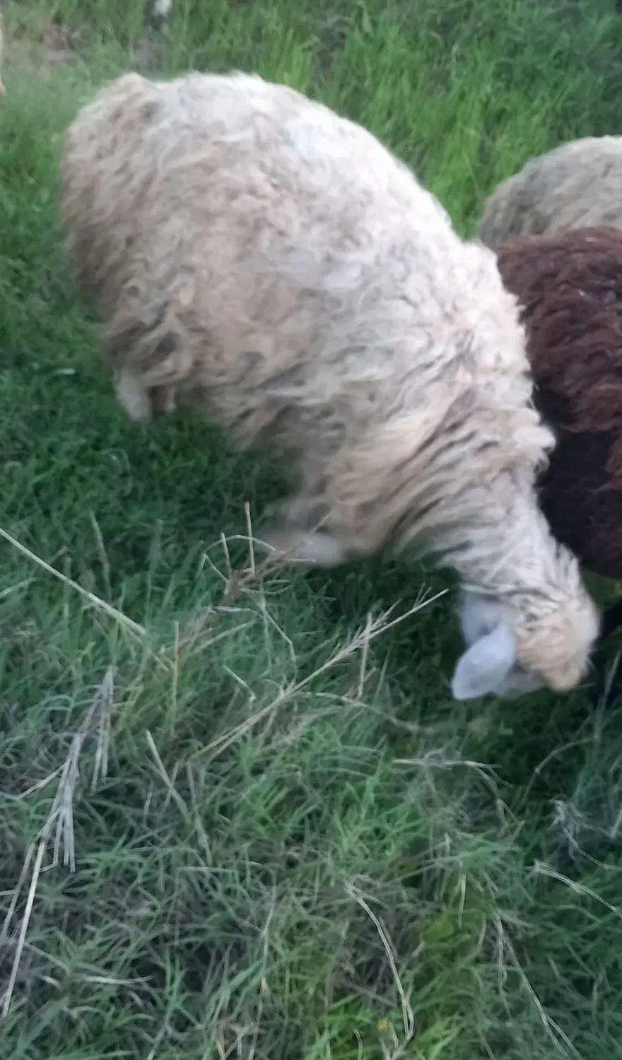 میش|حیوانات مزرعه|شوشتر, |دیوار