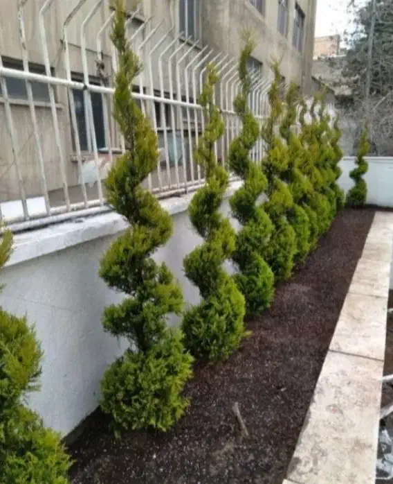 خدمات باغبانی باغچه کاری گل کاری تعویض خاک گلدان|خدمات باغبانی و درختکاری|اسلام‌شهر, شهرک احمدیه|دیوار