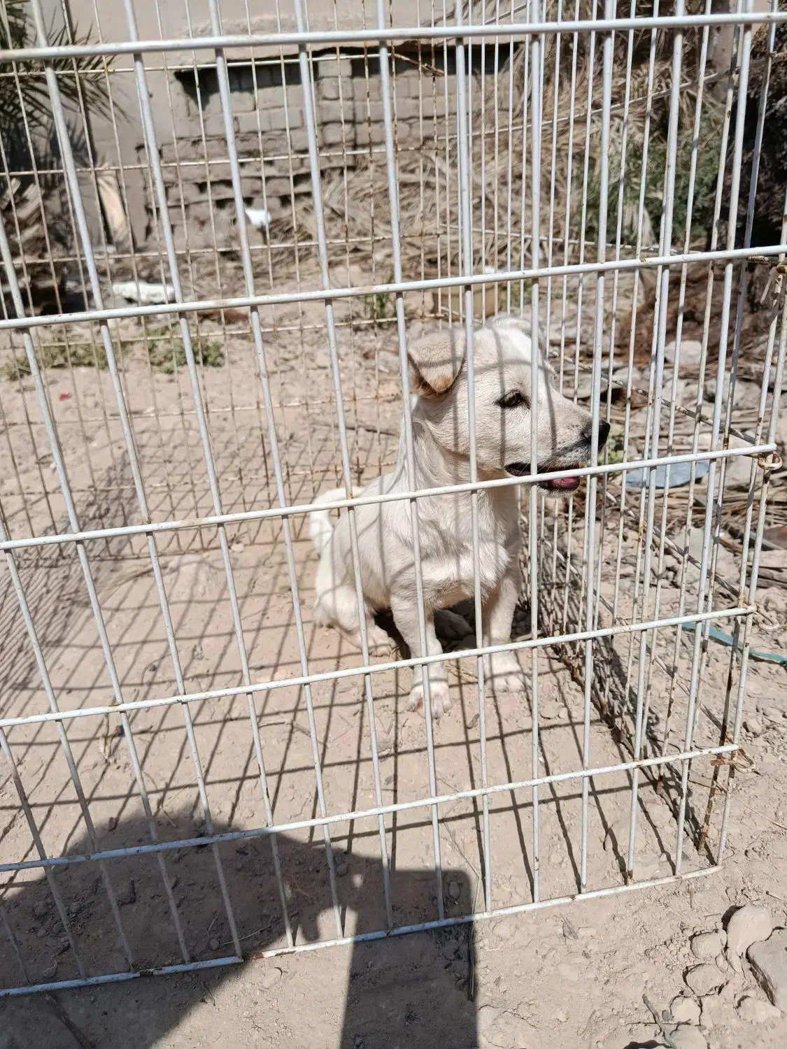 سگ خونگی|سگ|بندر گناوه, |دیوار