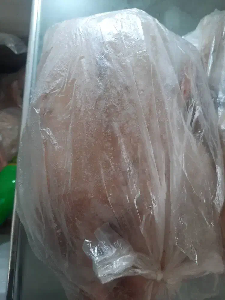 غاز محلی پاک کرده و آماده|حیوانات مزرعه|آستانه سرا, |دیوار