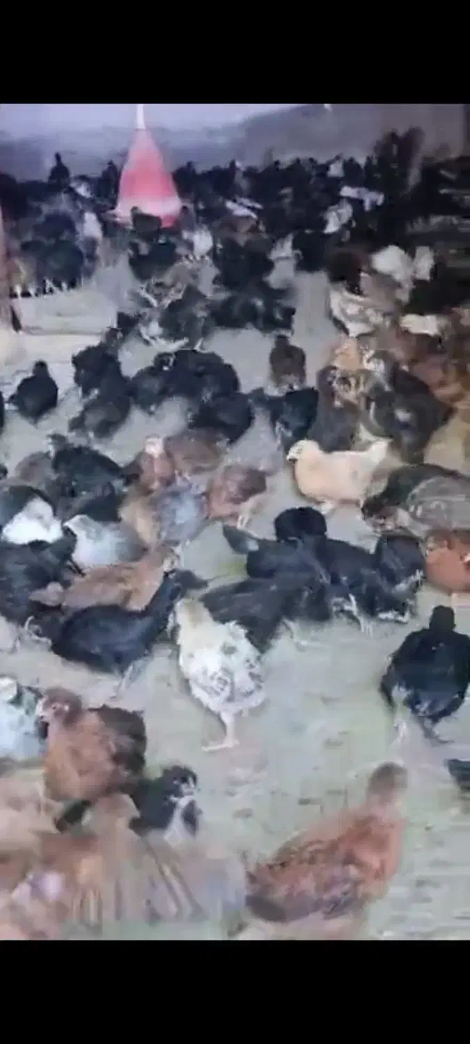 فروش جوجه جهادی ۳۵ روزه درجه ۱|حیوانات مزرعه|مرودشت, محمد آباد|دیوار