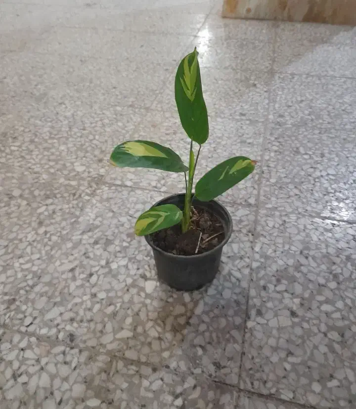 گل و گیاه، انواع گل فقط ۵۵ تومن،مارانتا،برگ انجیری|گل و گیاه طبیعی|رشت, رشتیان|دیوار