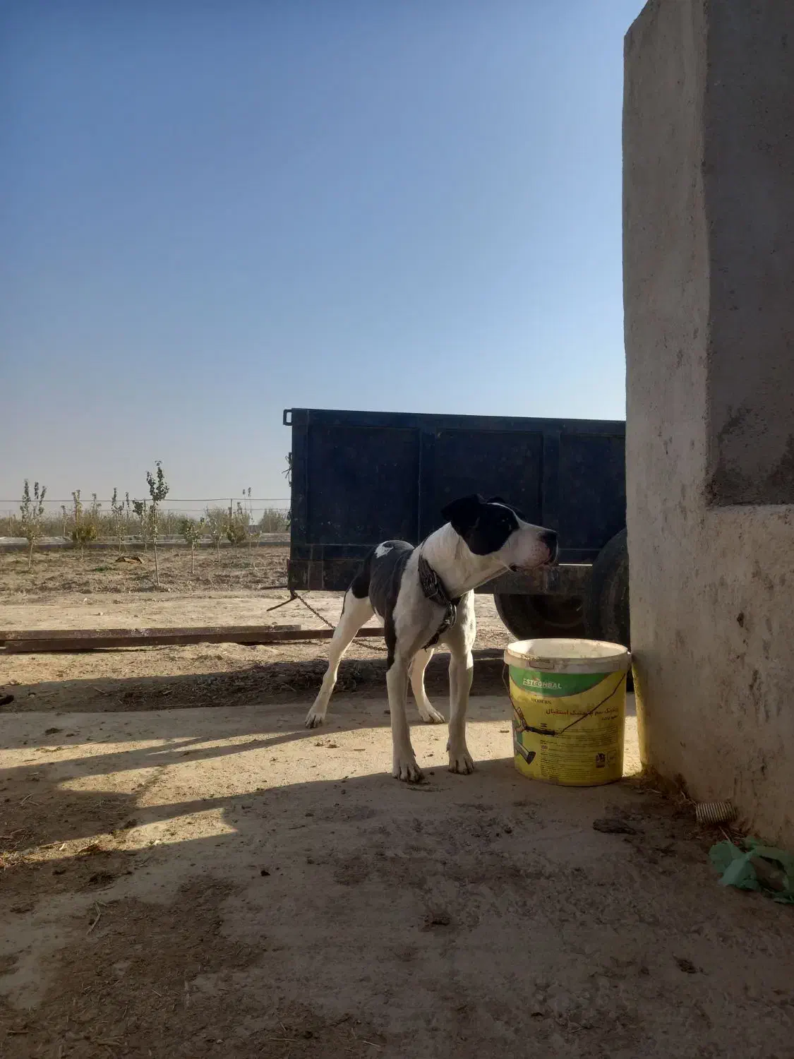 توله سگ پیتبول کنکورسو|سگ|گلبهار, نوبهار|دیوار