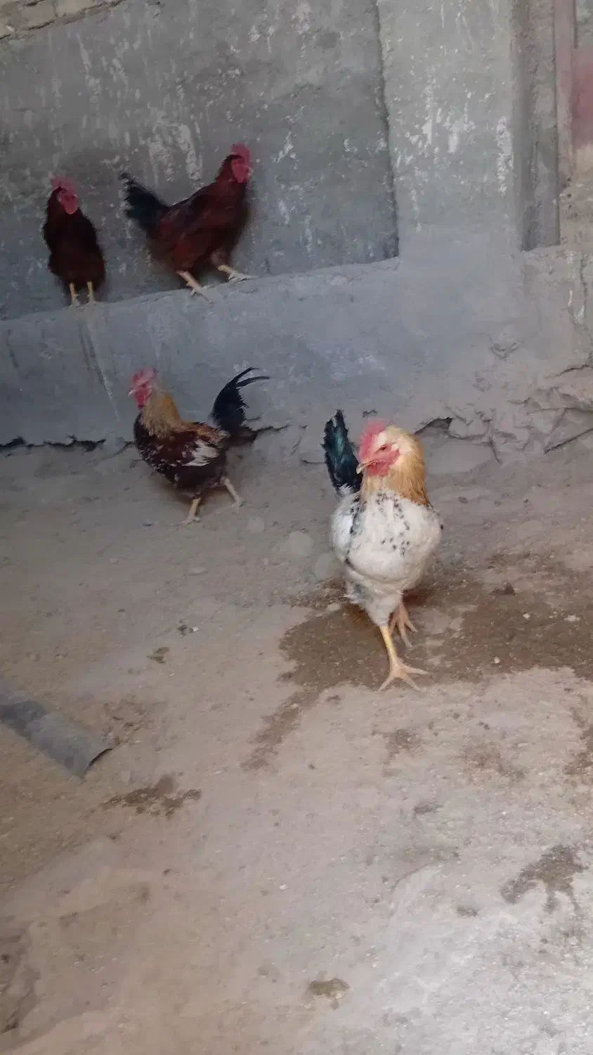 خروس|حیوانات مزرعه|باوله, |دیوار