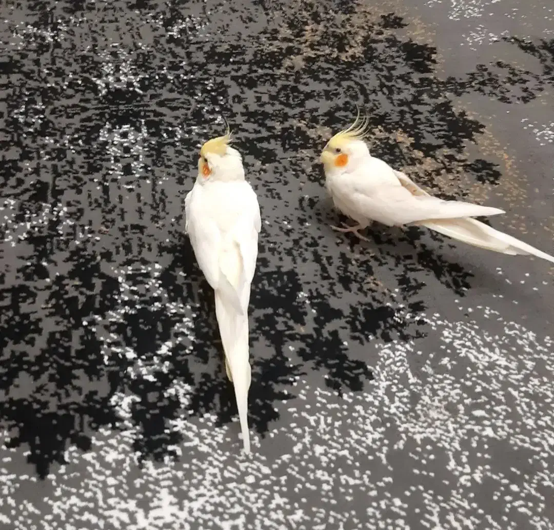 عروس هلندی|پرنده|پرند, فاز ۴|دیوار