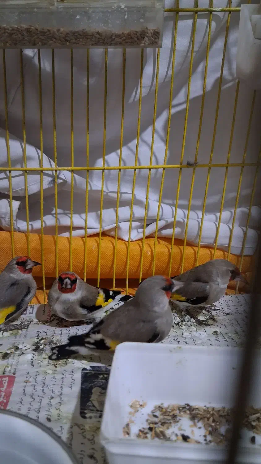 سهره نر قلدر پر گل|پرنده|مشهد, میان ولایت|دیوار