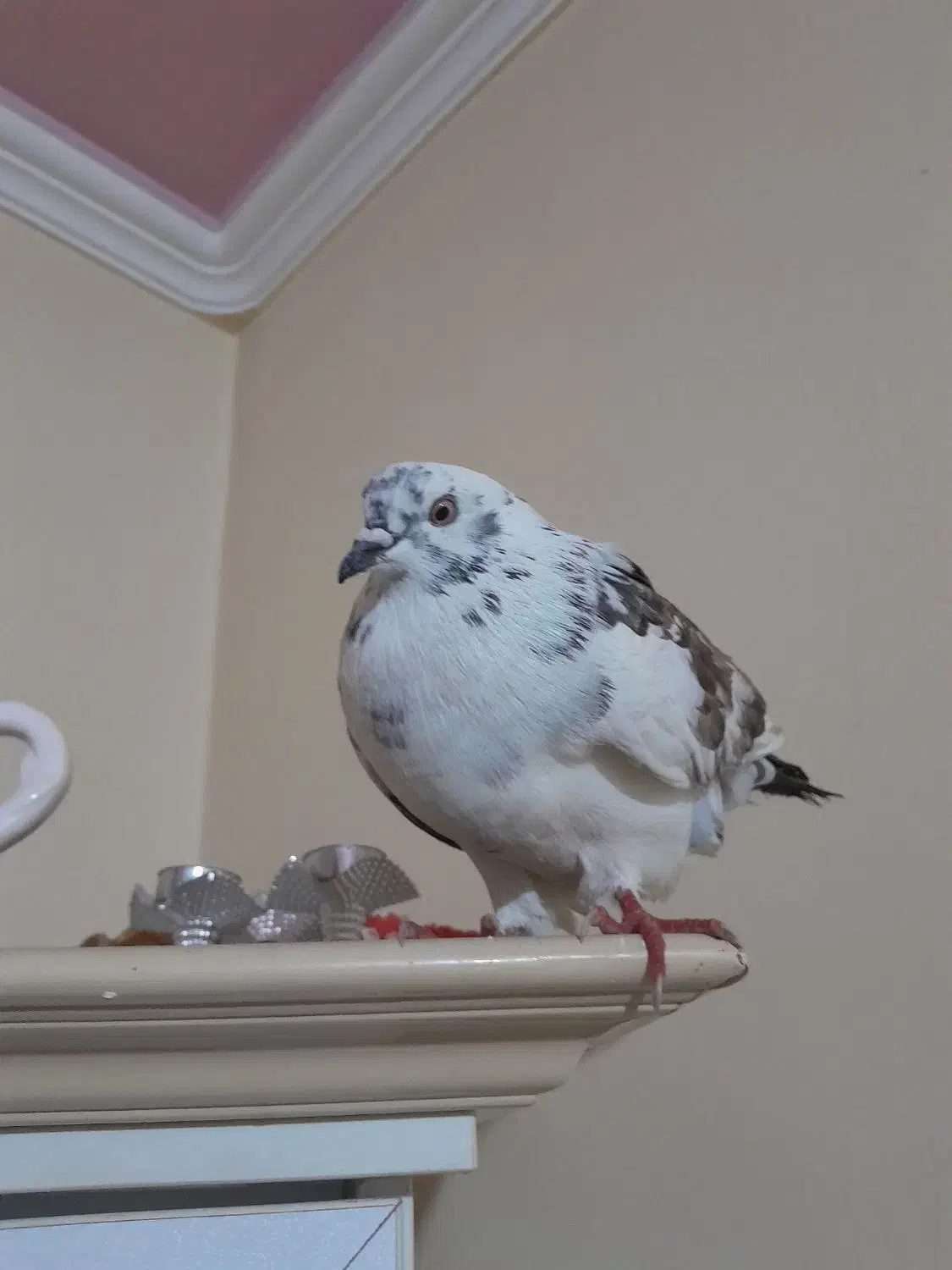 کبوتر|حیوانات|ارومیه, |دیوار