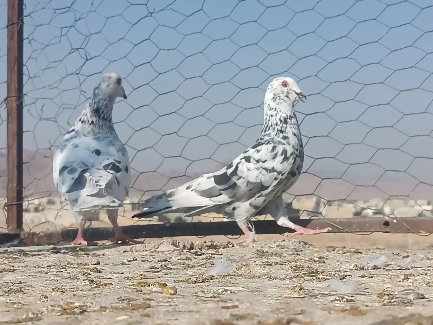 سرور بهبهونی|پرنده|شیراز, جانبازان|دیوار