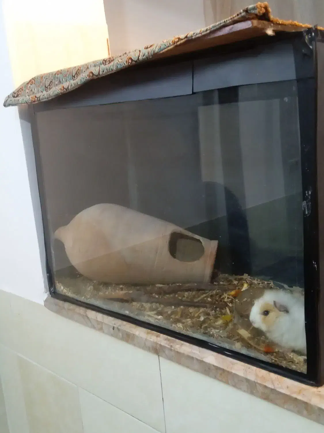 خوکچه هندی مینیاتوری|موش و خرگوش|نیشابور, امین اسلامی|دیوار