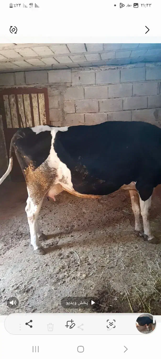 گاو و گوساله|حیوانات مزرعه|پاتاوه, |دیوار