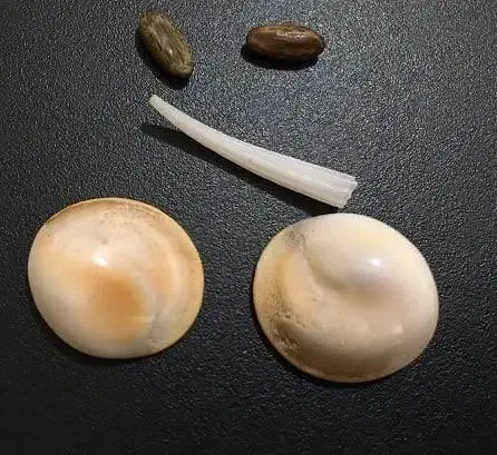 انواع پلاک موکل دار و پلاک شانس|جواهرات|بروجرد, |دیوار