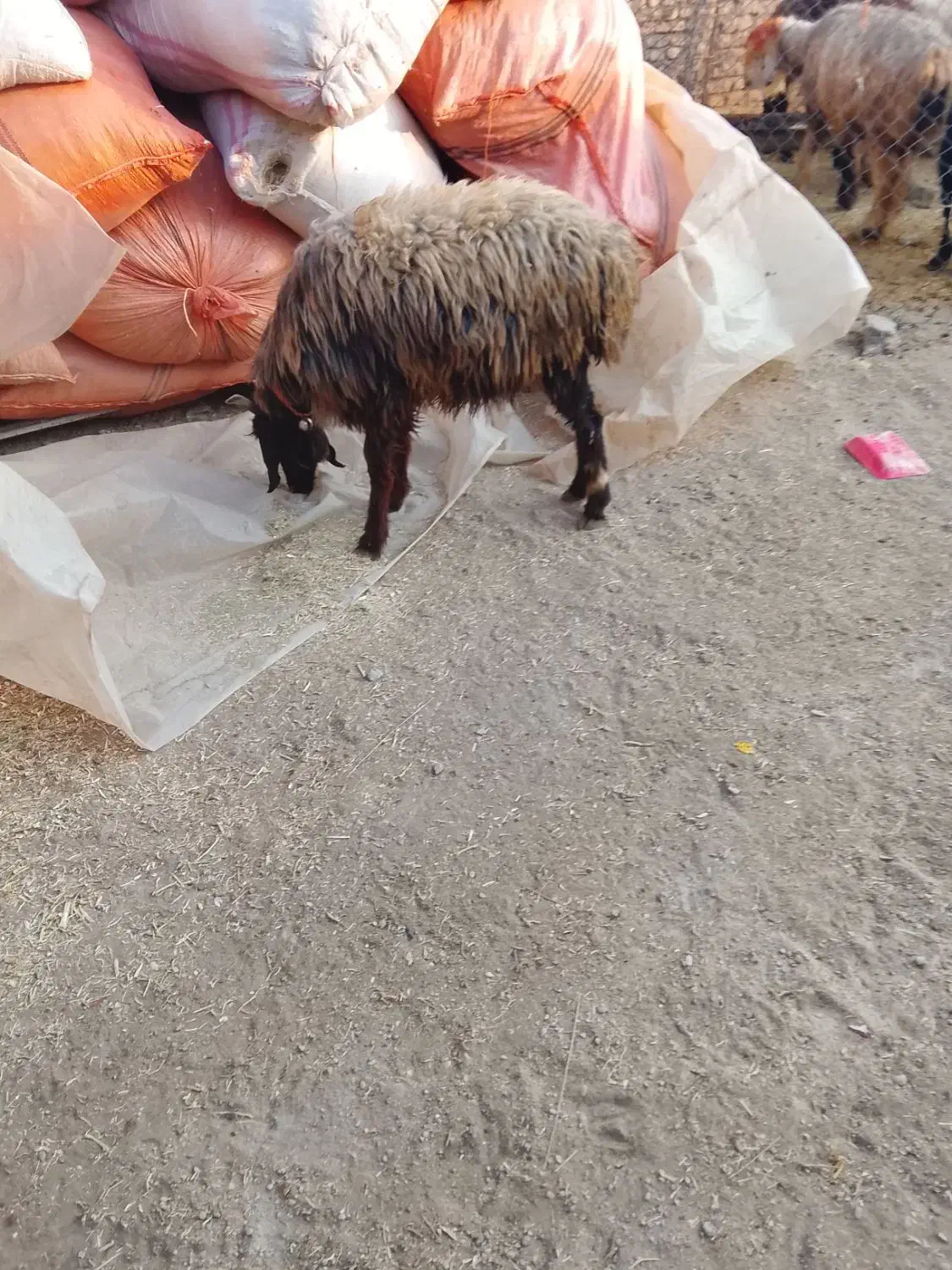 میش جوان ابستن|حیوانات مزرعه|گتوند, |دیوار