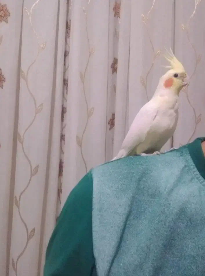 عروس هلندی نر لوتینو|پرنده|صفادشت, |دیوار