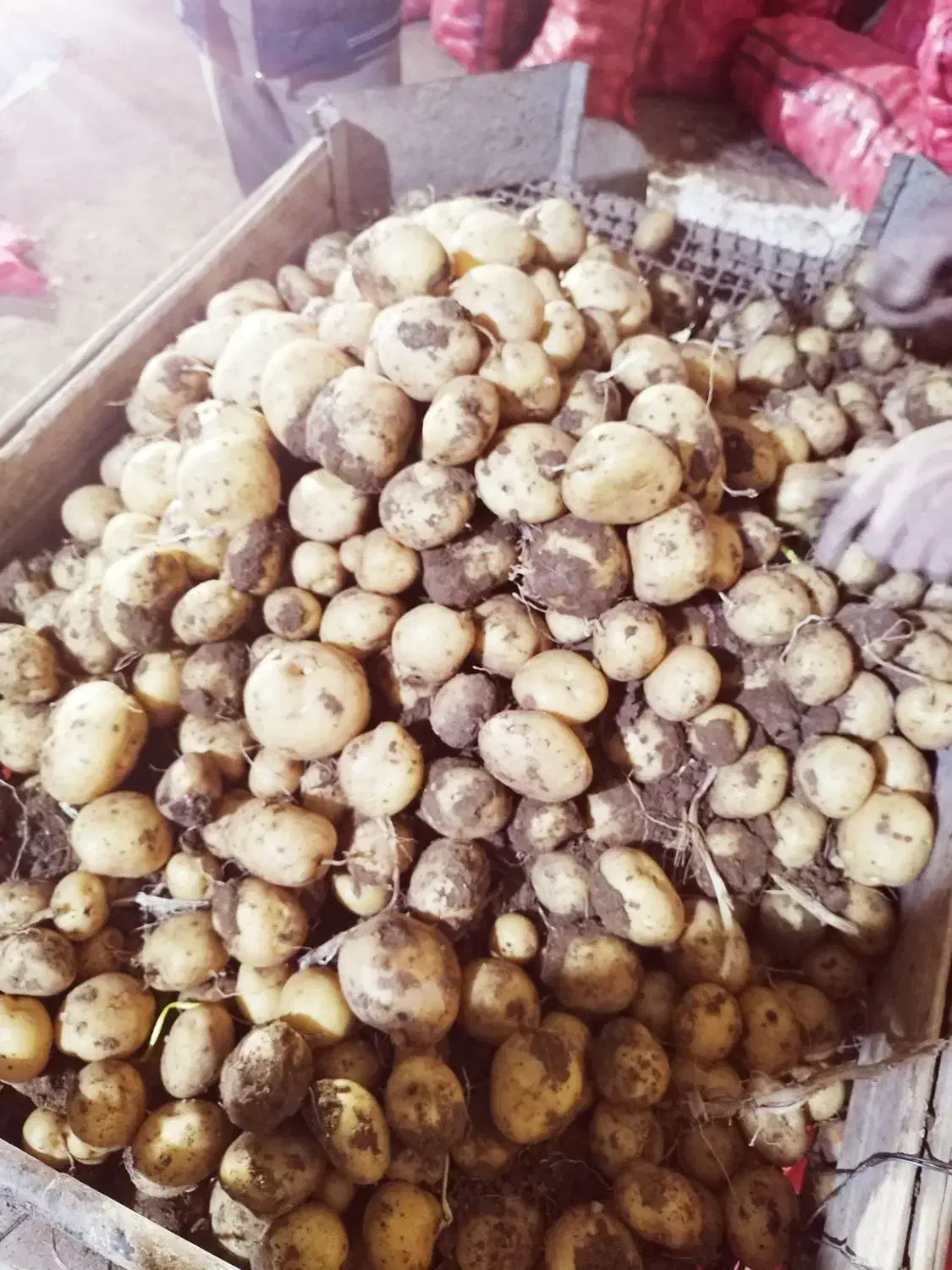 سیب زمینی بذری|خدمات باغبانی و درختکاری|چادگان, |دیوار