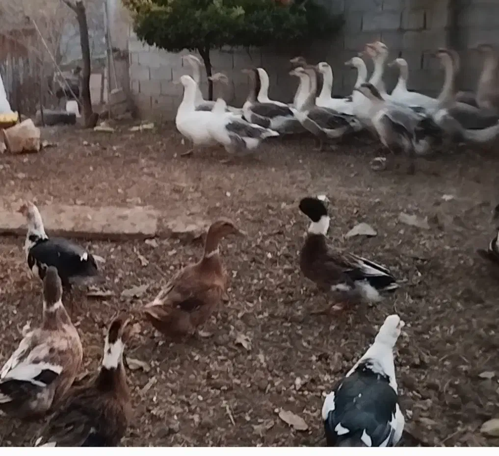 فروش قاز|حیوانات مزرعه|پارس‌آباد, |دیوار