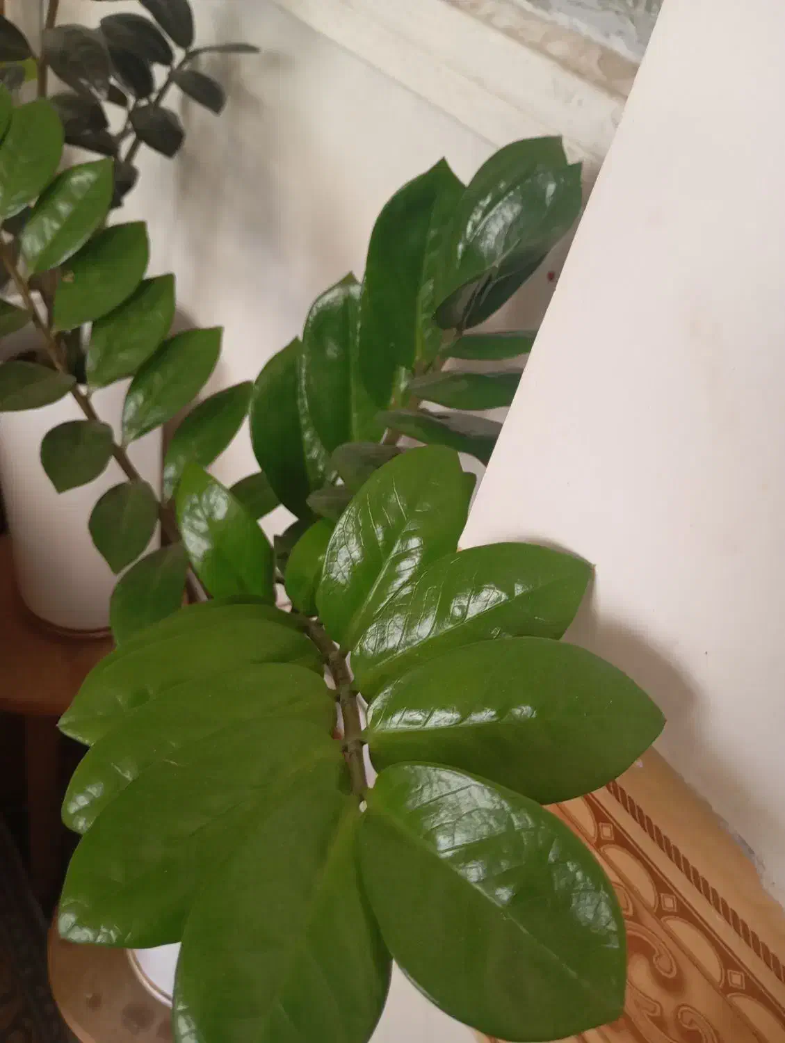 زاموفیلیا و دیفین|گل و گیاه طبیعی|قم, شاه ابراهیم|دیوار