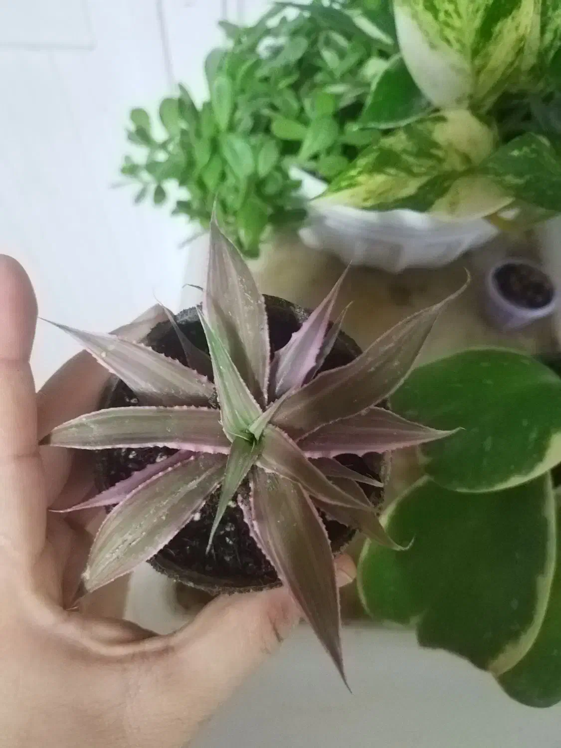 هویا کری ابلق..بگونیا بال فرشته.کریپتانوس|گل و گیاه طبیعی|نیشابور, شهرک فرهنگیان|دیوار