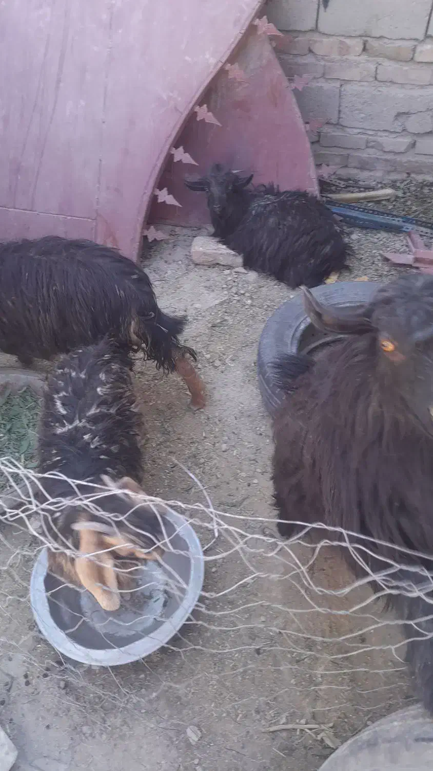 الکی مزاحم نشید|حیوانات مزرعه|سراوان, |دیوار