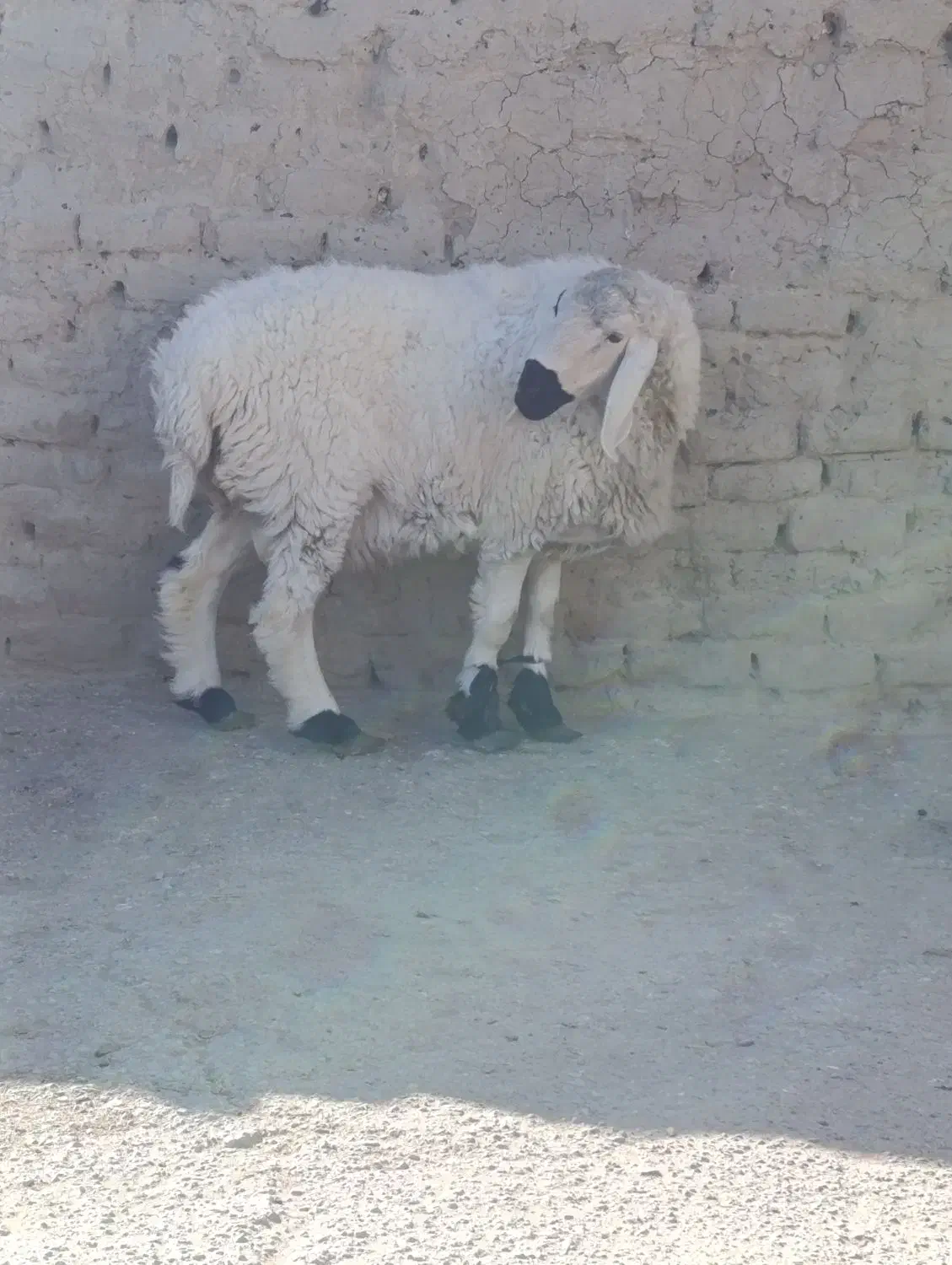 قوچ وبز مری|حیوانات مزرعه|هامون, |دیوار