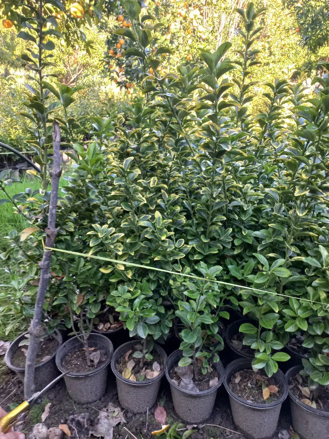 فروش شمشاد طلایی یوکا وشمشاد سبز برگ ریز|گل و گیاه طبیعی|نشتارود, |دیوار