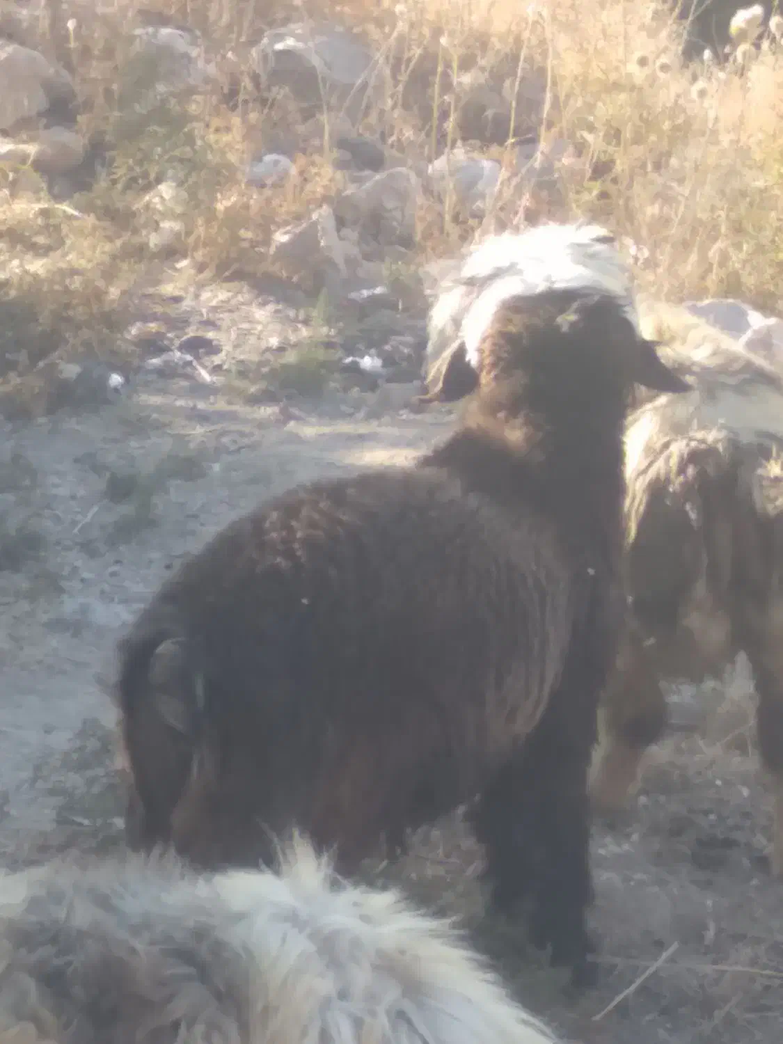 بره قوچی همچی تمام گوش دولا|حیوانات مزرعه|شیراز, فرهنگ شهر|دیوار