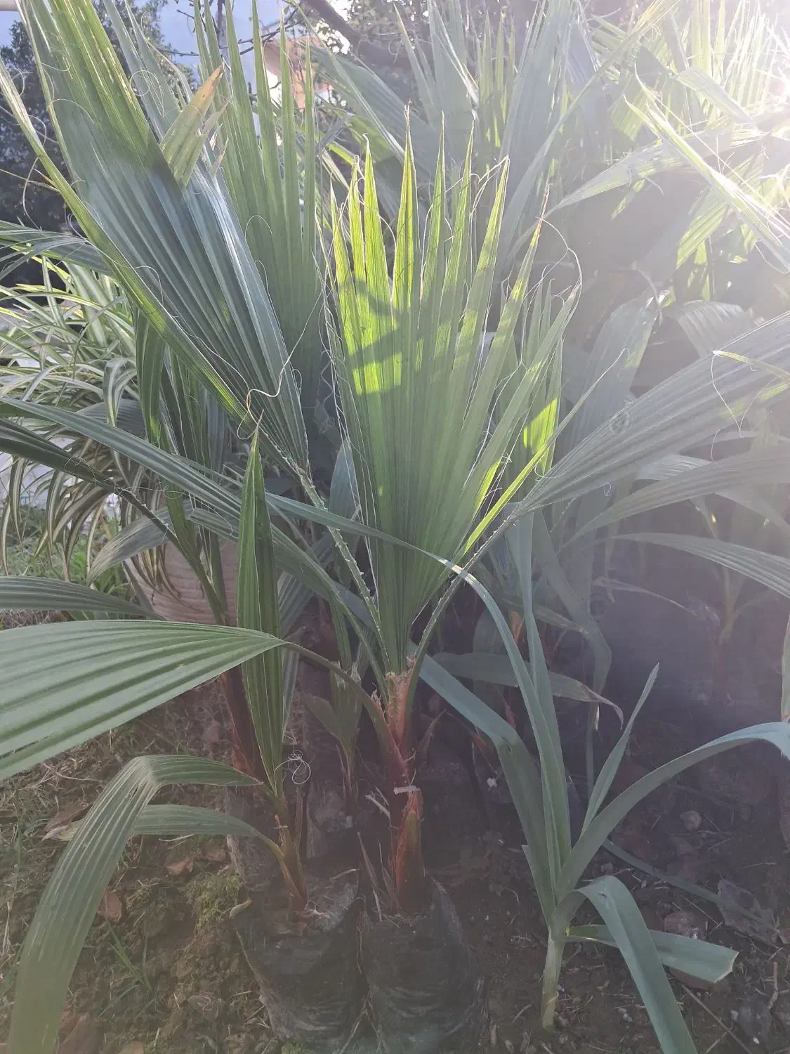 پالم نایلکسی|گل و گیاه طبیعی|نوشهر, |دیوار