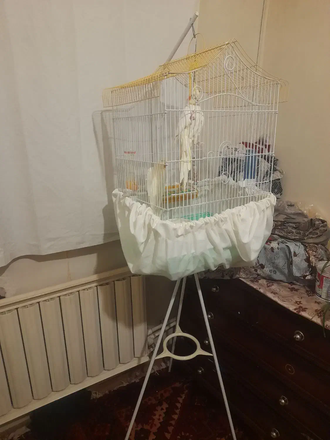 عروسهلندی|حیوانات|تبریز, |دیوار