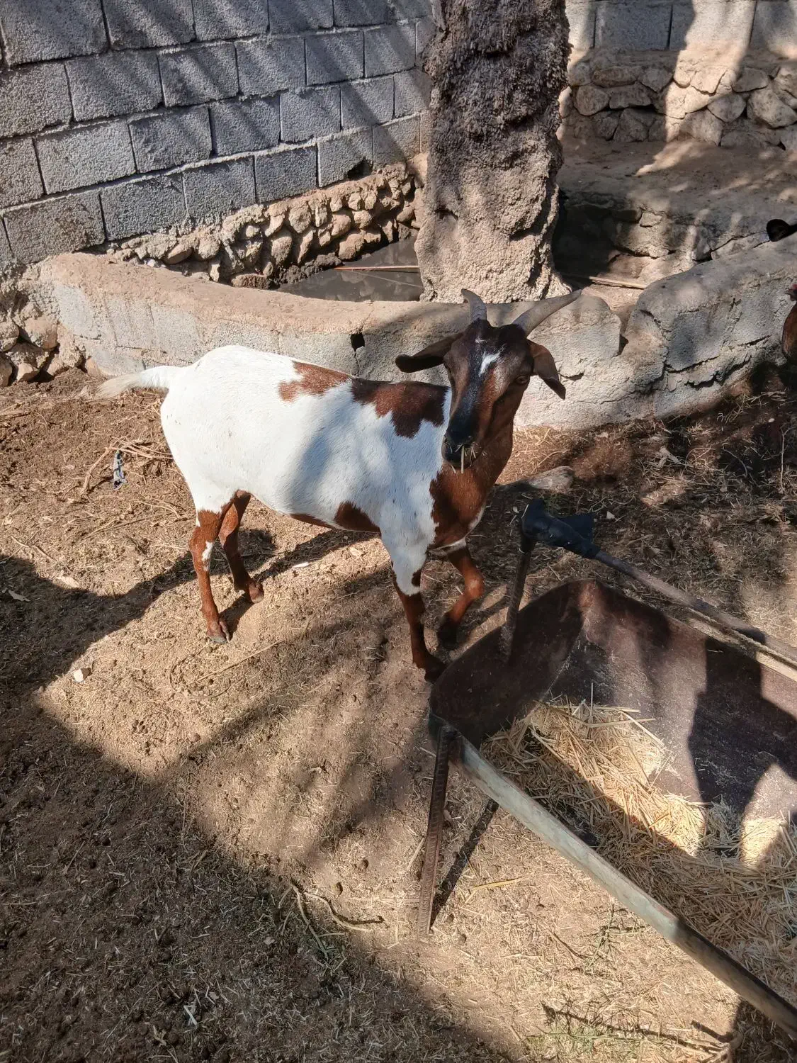 بز،داشتی|حیوانات مزرعه|خورموج, |دیوار