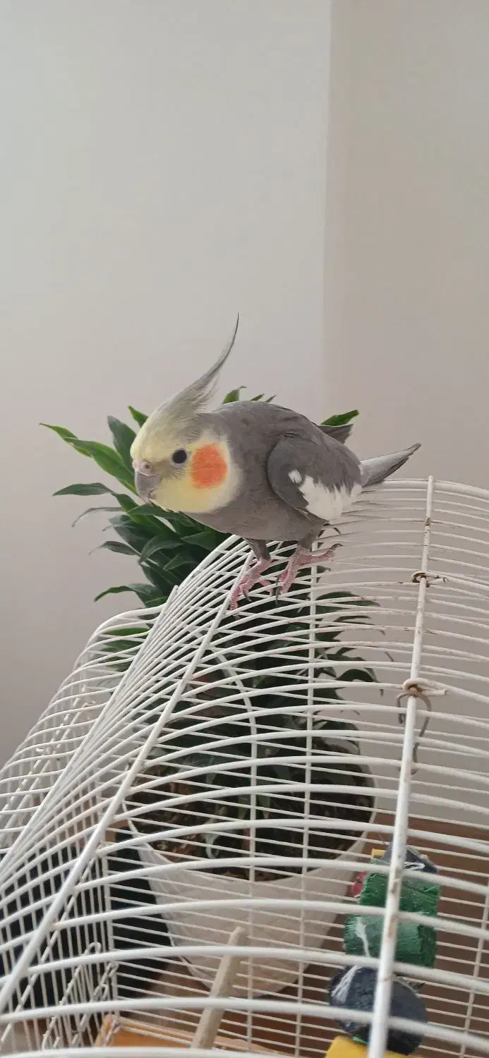 عروس هلندی|پرنده|خرمآباد (تنکابن), |دیوار