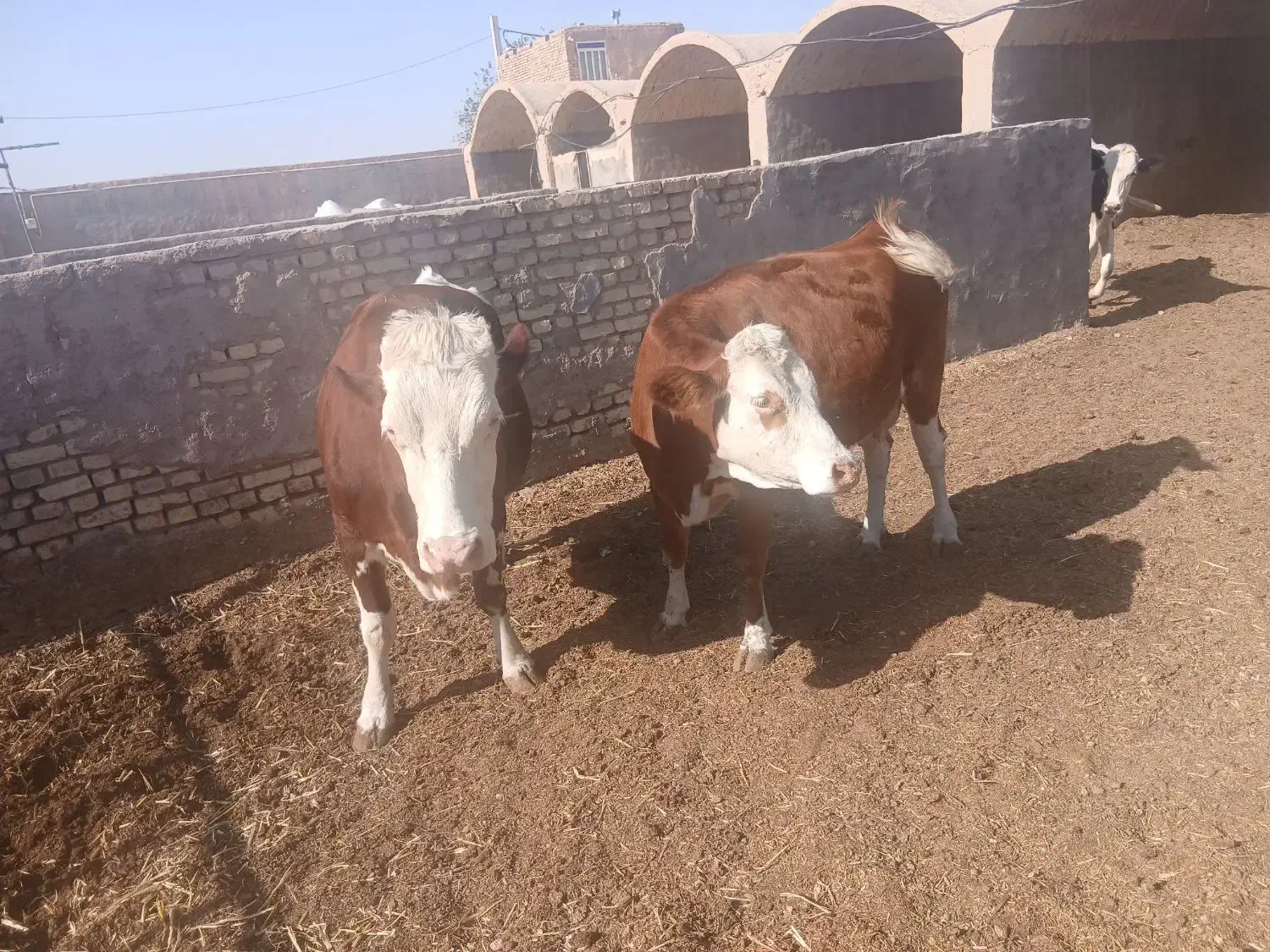 گاوشیری سیمنتال|حیوانات مزرعه|یزد, |دیوار