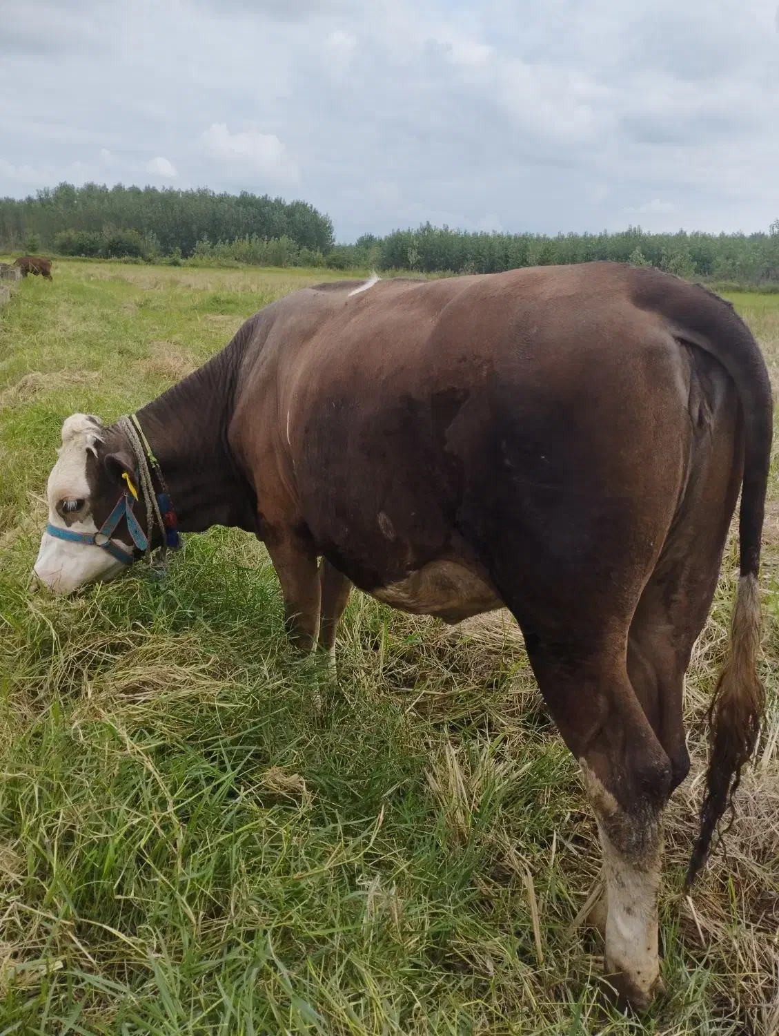 چندین راس گاو گوساله لیشه سیمینتال تلیسه|حیوانات مزرعه|رشت, بلوار گیلان|دیوار