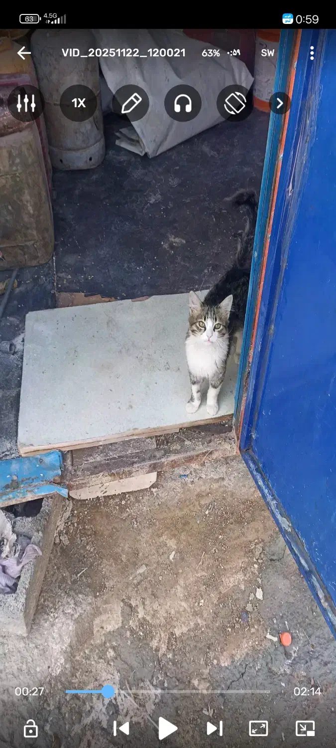 گربه گم‌شده سیداباد|گربه|مهاباد (آذربایجان غربی), |دیوار