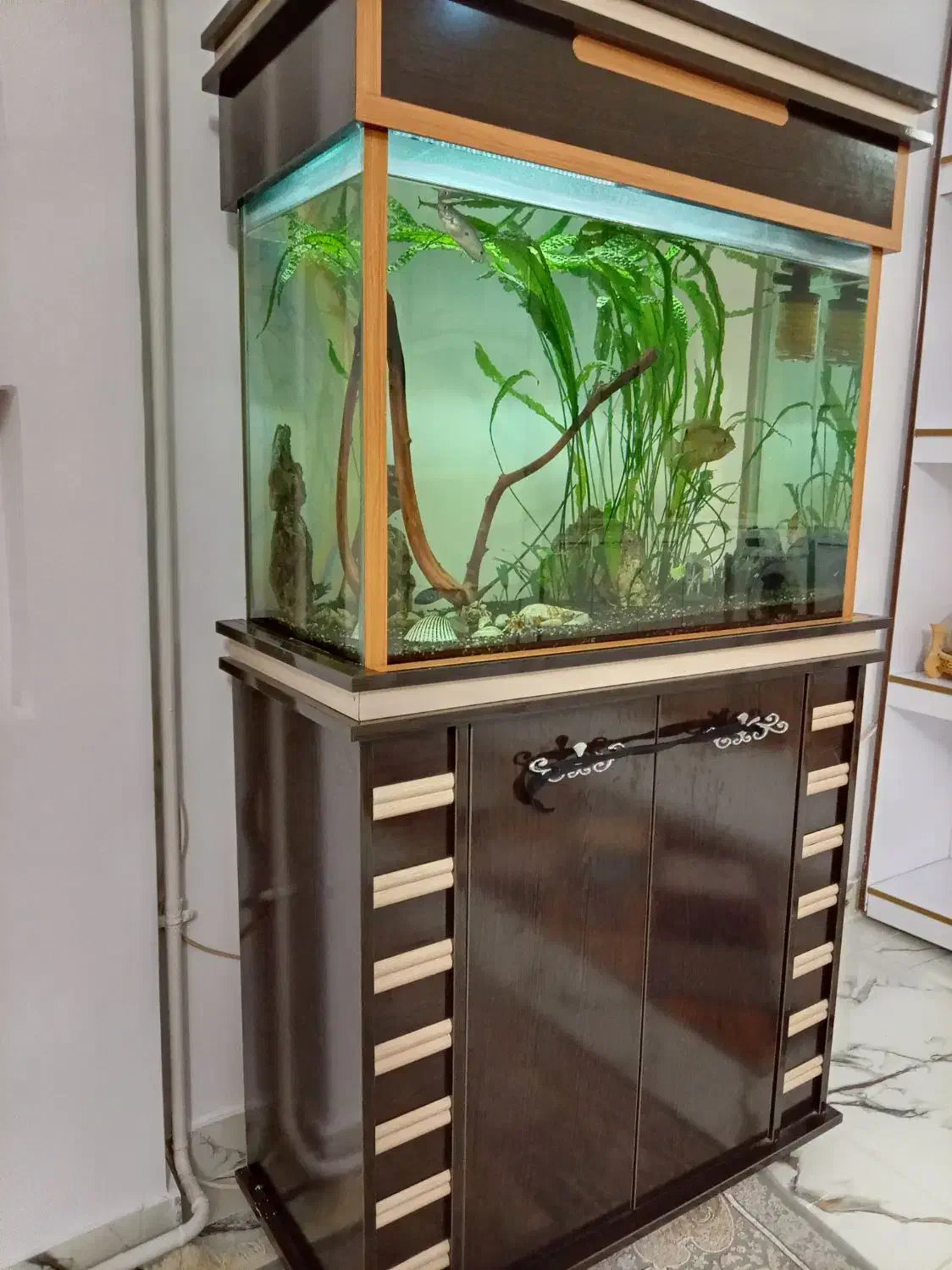 آکواریوم|ماهی|نوشین شهر, |دیوار