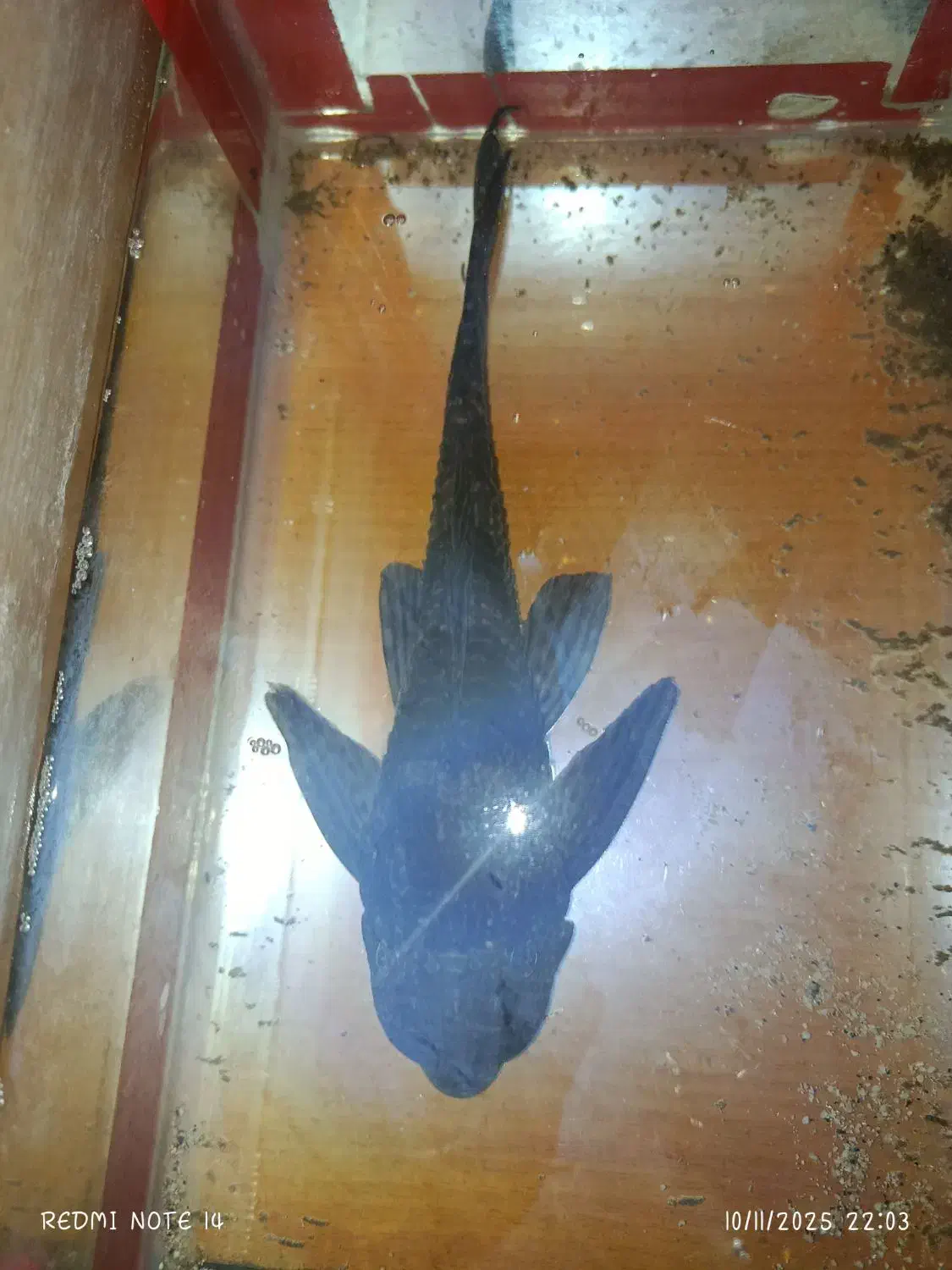 لجن خوار 25 سانتی|ماهی|محمدیه-قزوین, |دیوار