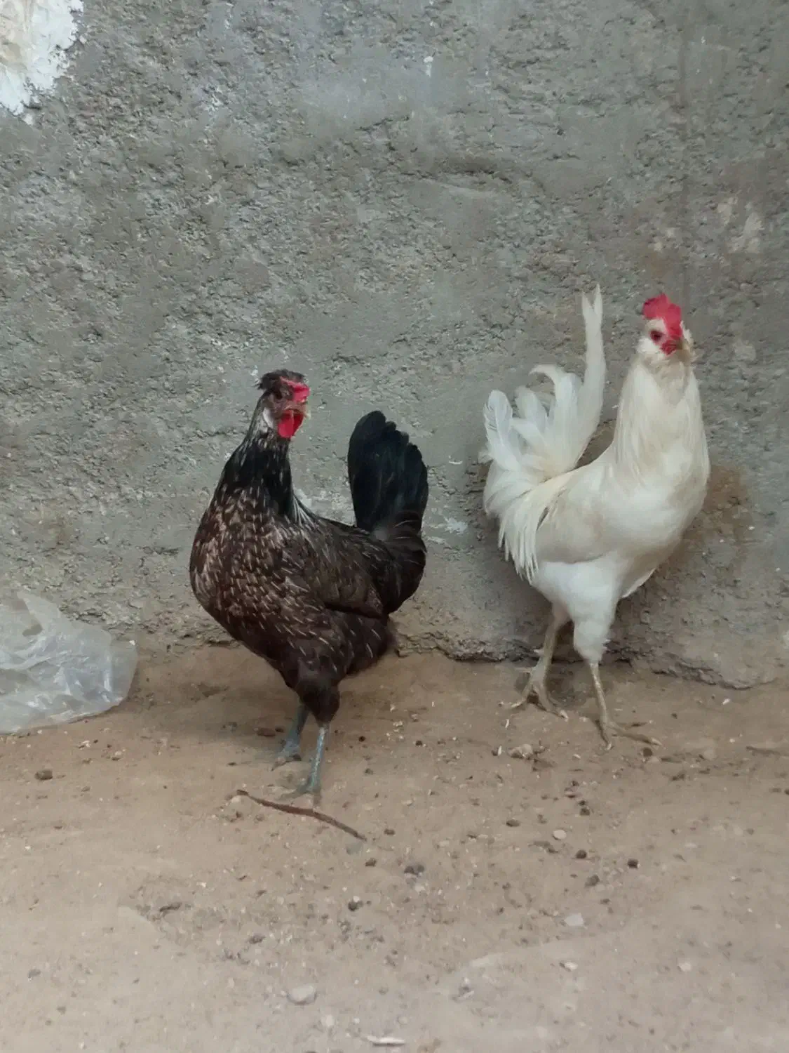 خروس سفید ریشی و مرغ ۱۲۰۰|حیوانات مزرعه|کاکی, |دیوار